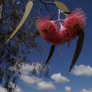 Eucalyptus caesius